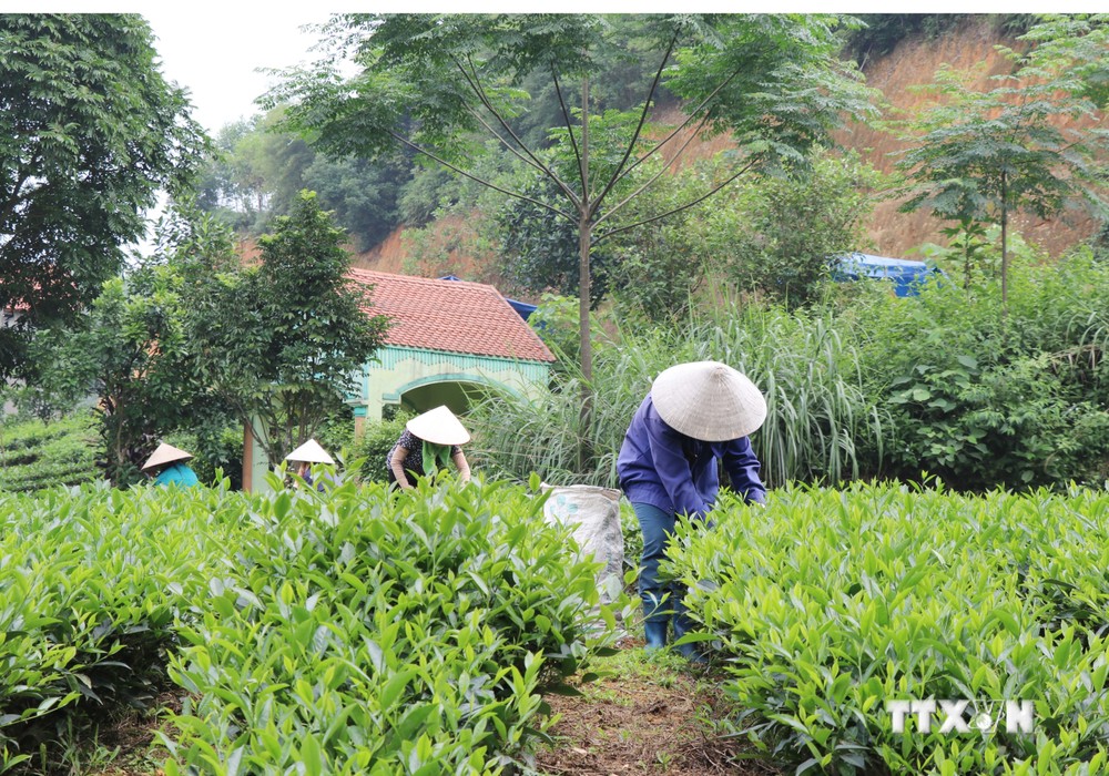 Phú Lương phát huy thế mạnh nông lâm nghiệp