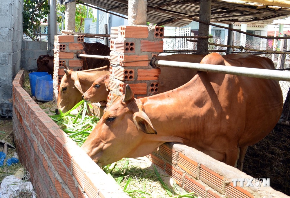 Ninh Thuận cải tạo, tăng năng suất, chất lượng bò thịt