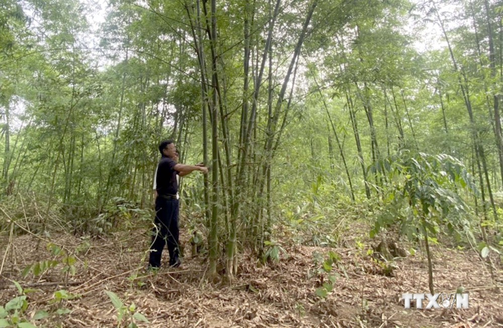 Người dân huyện miền núi Quan Hóa, Thanh Hóa kiểm tra, theo dõi sinh trưởng của cây luồng. Ảnh: Nguyễn Nam-TTXVN