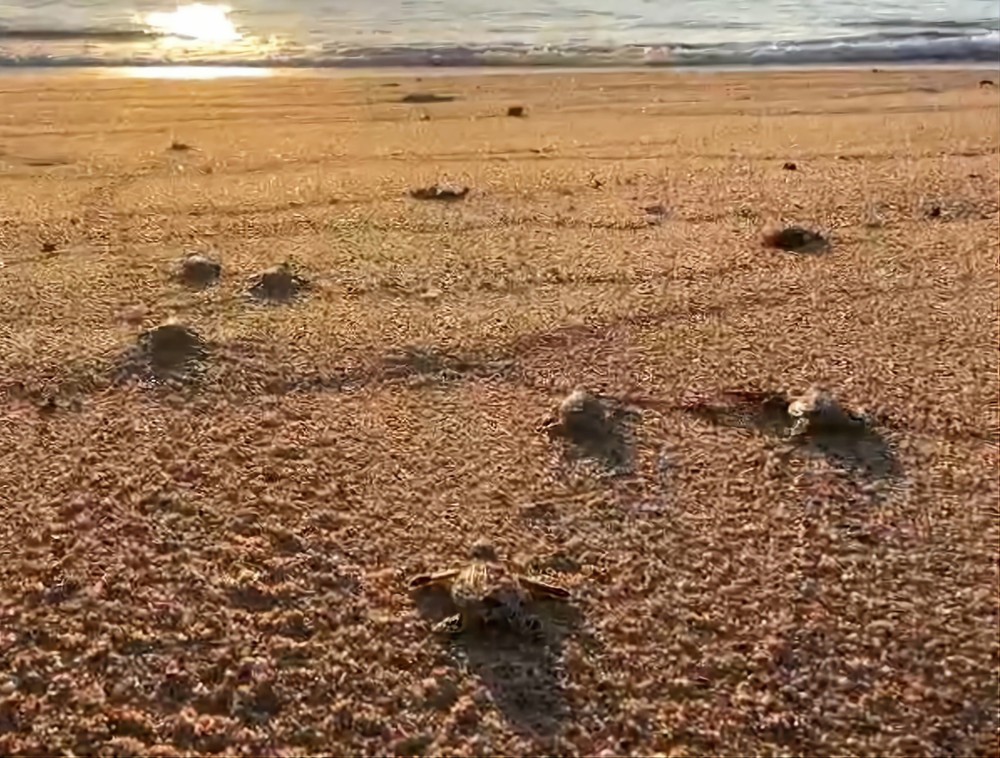 Rùa con thả về biển thuộc khu vực Vườn quốc gia Núi Chúa (Ninh Hải, Ninh Thuận). Ảnh: TTXVN phát