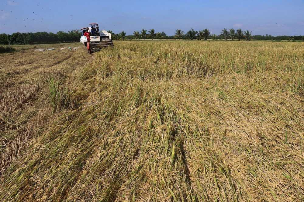 Bình Thuận: Mở rộng vùng lúa thương phẩm chất lượng cao lên 17.700ha