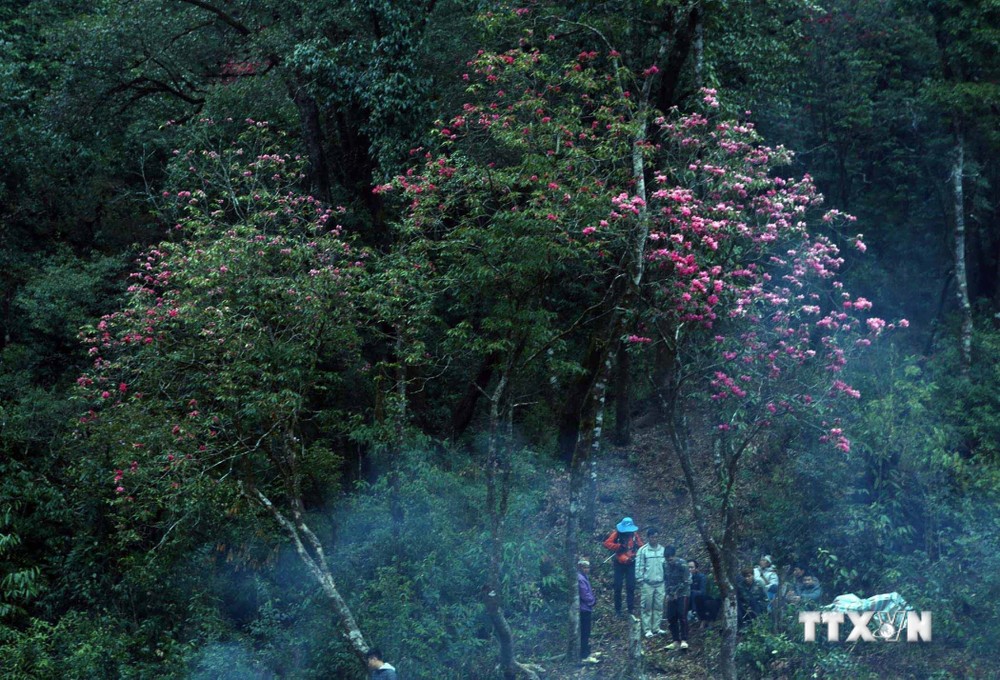 Trên đỉnh núi Bạch Mộc Lương Tử chủ yếu là hoa đỗ quyên đỏ, nhiều cây cao 10m mọc sát nhau tạo rlên khung cảnh lung linh huyền ảo giữa núi rừng. 