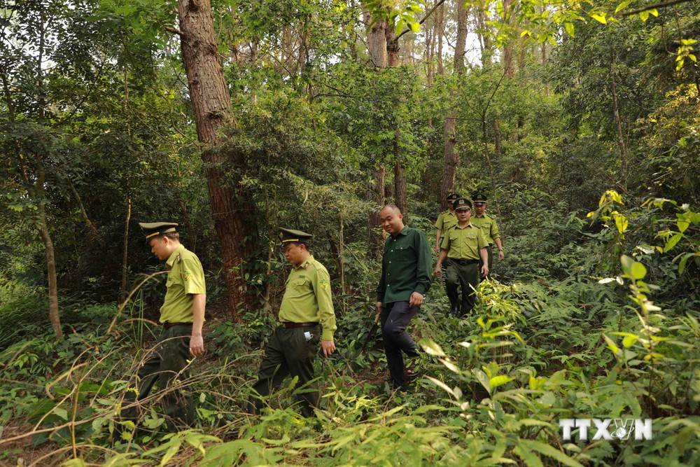 Chi cục Kiểm lâm Vĩnh Phúc tổ chức tuần tra, bảo vệ tại khu rừng phòng hộ xã Minh Quang, huyện Bình Xuyên. Ảnh: Vũ Sinh – TTXVN