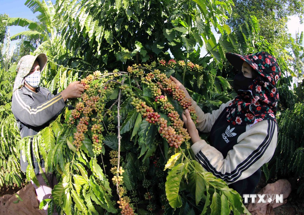 Thu hoạch cà phê ở hộ nông dân Jat, thôn Brônngoai, xã Iapết, huyện Đắk Đoa. Ảnh: Vũ Sinh - TTXVN
