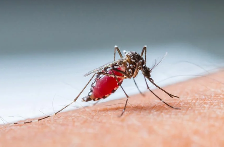 Quảng Bình đặt mục tiêu loại trừ bệnh sốt rét vào năm 2026