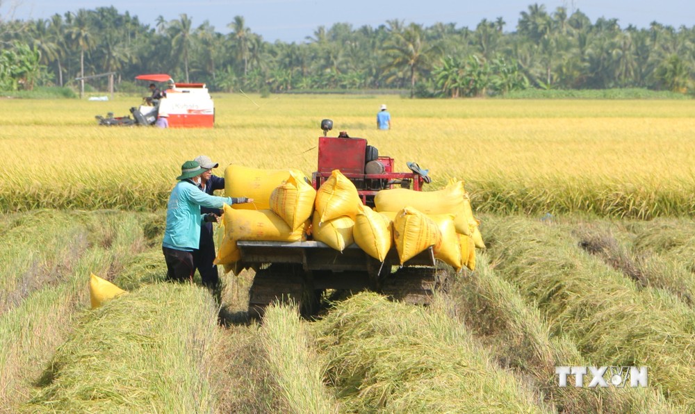 Lúa Đông Xuân có giá bán và lợi nhuận cao kỷ lục tại Sóc Trăng