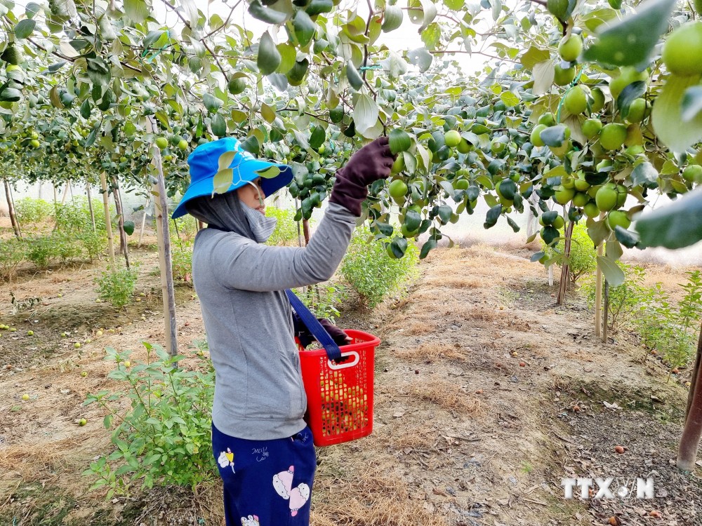 Ninh Thuận hỗ trợ các hộ nông dân liên kết, hợp tác sản xuất