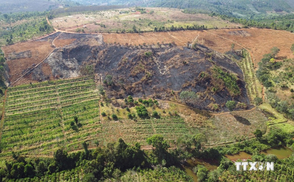 Hơn 350ha rừng, đất rừng trên lâm phần được giao cho Công ty Cổ phần Basaltstone đã bị lấn, chiếm để trồng các loại cây công nghiệp, nông nghiệp. Ảnh: Minh Hưng – TTXVN