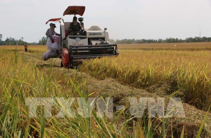 Liên kết tiêu thụ lúa tăng thêm lợi nhuận từ 3 - 4 triệu đồng/ha/vụ