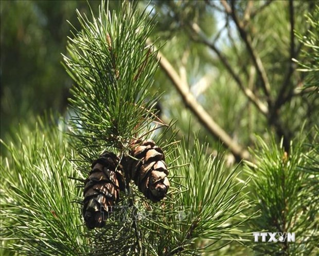 清化省浦良自然保护区成功保护珍贵稀有的华南五针松和红豆杉