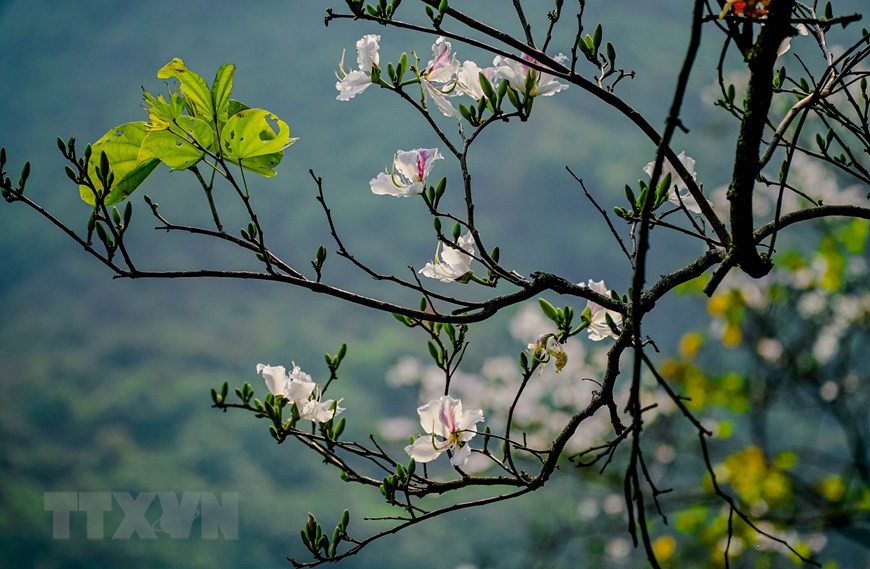 越南西北地区羊蹄甲花绽放迎春
