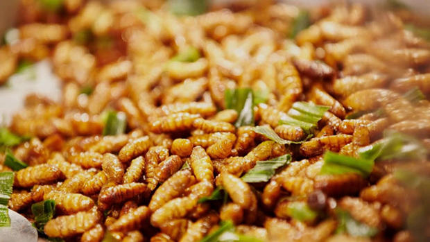 越南昆虫食品获准出口欧盟