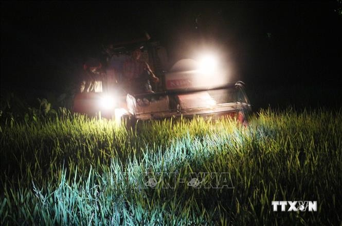 Nông dân Nghệ An gặt lúa vào ban đêm tránh nóng. Ảnh: Nguyễn Oanh-TTXVN