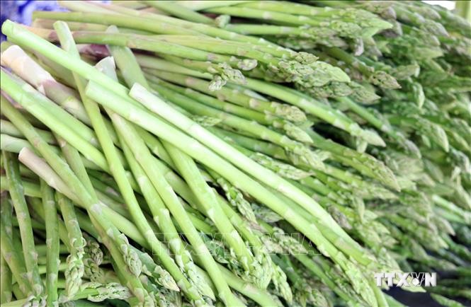 Tăng giá trị cho sản phẩm đặc thù măng tây xanh Ninh Thuận