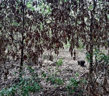 Hàng trăm ha rừng tại Vườn Quốc Gia Lò Gò - Xa Mát bị héo lá, chết khô do nắng nóng gay gắt, kéo dài. Ảnh: Lê Đức Hoảnh-TTXVN