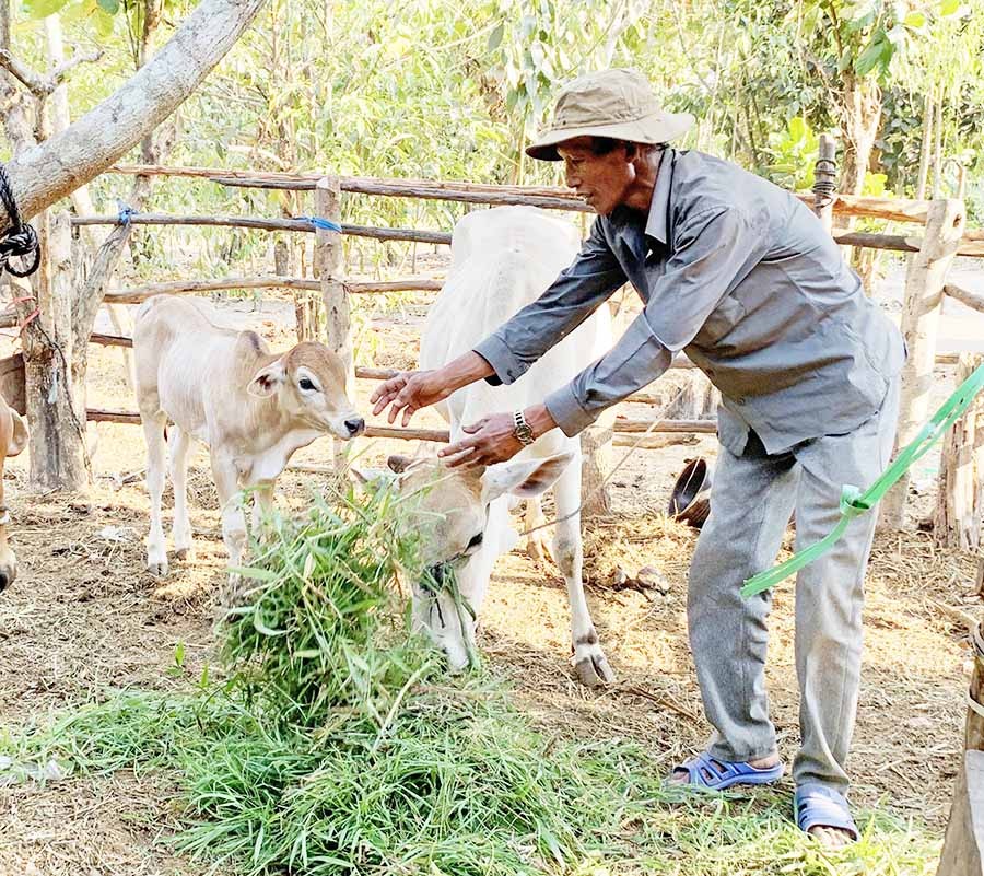 Ông Hneoh chăm sóc đàn bò của gia đình. Ảnh: .baogialai.com.vn