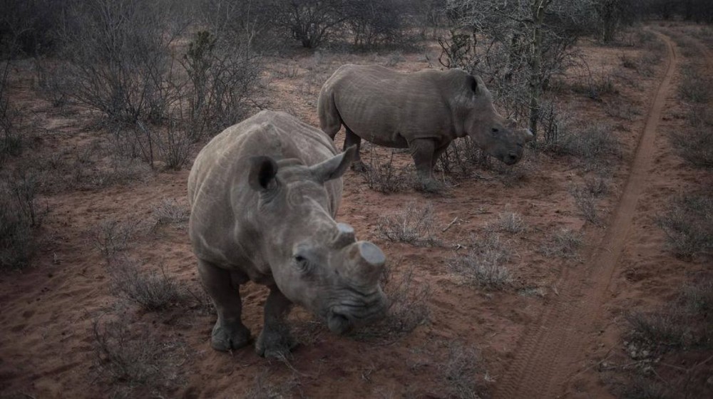 Botswana cứu tê giác bằng phương pháp cưa bỏ sừng. Ảnh: thiennhien.net