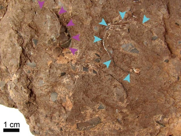 Hóa thạch trứng khủng long được tìm thấy trong một tầng ở Tamba, tỉnh Hyogo. (Nguồn: Kyodo)