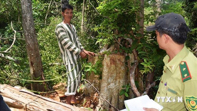 Các đối tượng bị bắt giữ được đưa đi thực nghiệm hiện trường vụ phá rừng tại Kbang. Ảnh: Nguyễn Hoài Nam – TTXVN
