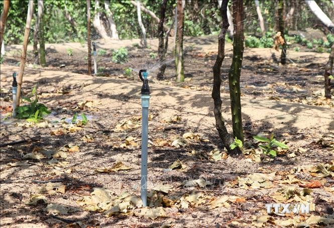 Lắp đặt hệ thống tưới tiết kiệm nước cho vườn nho ở xã Vĩnh Hải (huyện Ninh Hải, Ninh Thuận). Ảnh: Nguyễn Thành - TTXVN