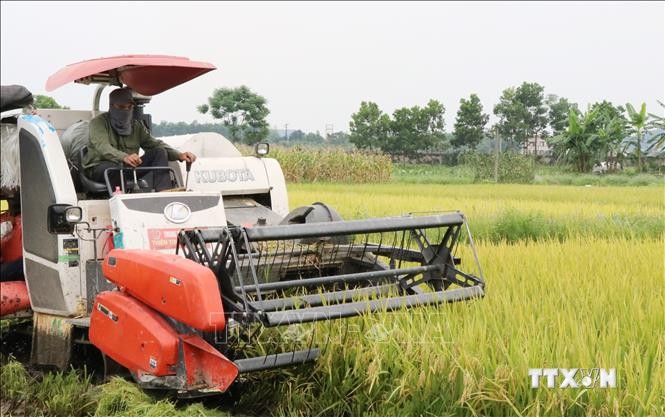 Thu hoạch lúa giống mới, chất lượng cao tại xã Cù Vân, huyện Đại Từ, tỉnh Thái Nguyên. Ảnh: Hoàng Nguyên - TTXVN