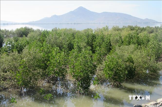 Mô hình trồng rừng ngập mặn chống biến đổi khí hậu, phục hồi sinh thái tại khu vực Đầm Nại (huyện Ninh Hải, Ninh Thuận). Ảnh: Nguyễn Thành – TTXVN