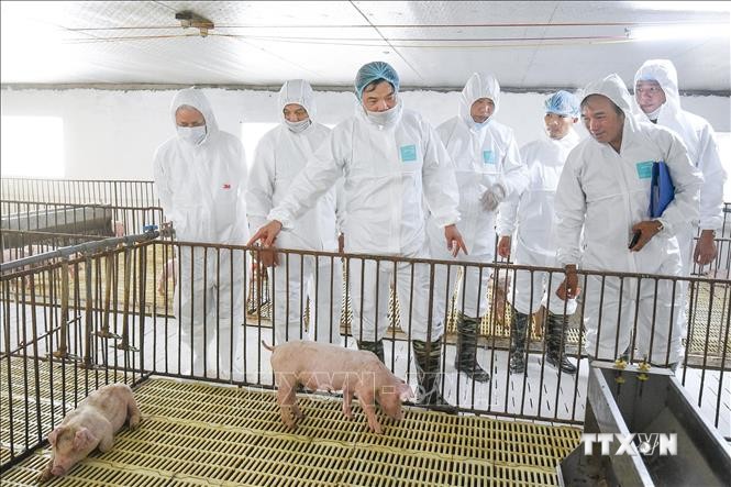Bộ trưởng Bộ Nông nghiệp và Phát triển nông thôn Nguyễn Xuân Cường với các đại biểu kiểm tra tại trang trại chăn nuôi lợn Đảo Bầu, xã Mỹ Đức, huyện An Lão, thành phố Hải Phòng. Ảnh: TTXVN