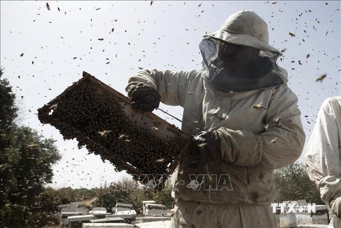 Một trang trại nuôi ong tại El-Bureij, Dải Gaza. Ảnh: AFP/TTXVN