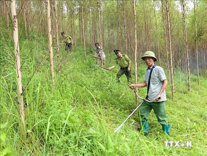 Lực lượng Kiểm lâm phối hợp với các chủ rừng chăm sóc rừng trồng gỗ lớn tại xã Đồng Vương, huyện Yên Thế. Ảnh: Vũ Sinh - TTXVN