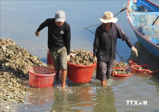 Thu hoạch hàu nuôi ở Đầm Nại (huyện Ninh Hải, Ninh Thuận). Ảnh: Nguyễn Thành – TTXVN