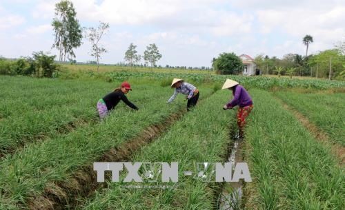 Đồng bào Khmer ở xã Phú Mỹ, huyện Mỹ Tú trồng hẹ bông trên chân ruộng cho thu nhập cao. Ảnh: Trung Hiếu - TTXVN