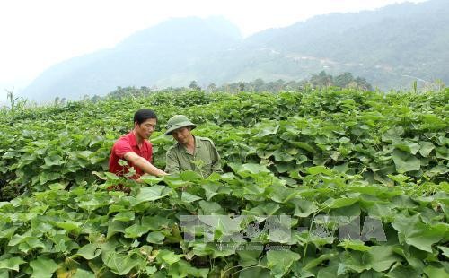 Trồng su su lấy ngọn mang lại hiệu quả gấp 3-4 lần so với trồng ngô ở xã Hồng Thái. Ảnh: Văn Tý/TTXVN