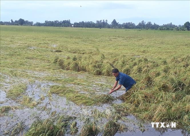 Lúa ngập nặng khiến nông dân trên địa bàn tỉnh Sóc Trăng thu hoạch khó khăn. Ảnh: Chanh Đa - TTXVN