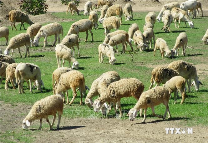 Vùng chăn nuôi cừu tập trung ở xã Phước Trung (huyện Bác Ái, Ninh Thuận). Ảnh: Nguyễn Thành – TTXVN