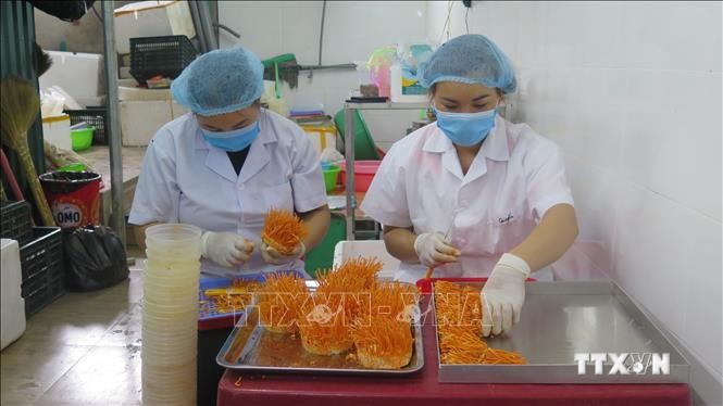 Sản phẩm đông trùng hạ thảo mở ra hướng đi mới cho phát triển kinh tế nông nghiệp tại thành phố Lai Châu. Ảnh: Việt Hoàng - TTXVN