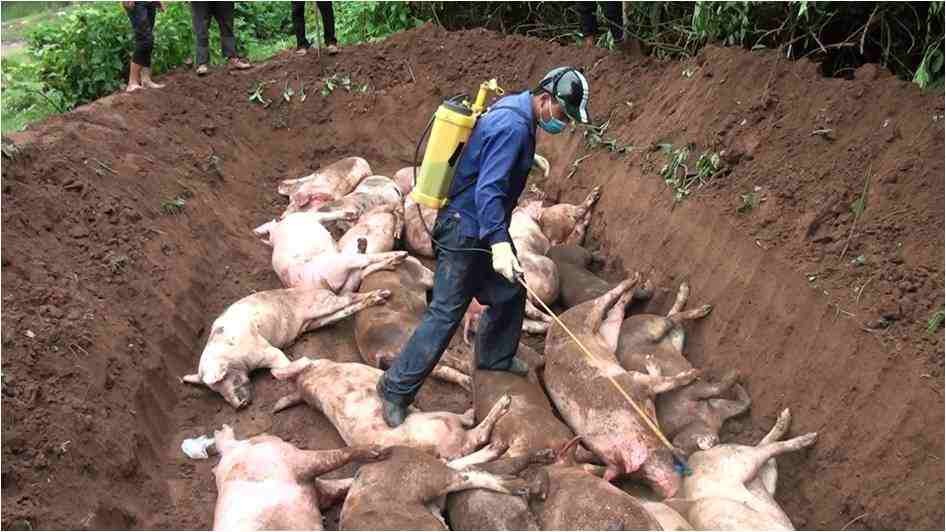Lợn được phun hóa chất khử trùng trước khi chôn lấp. Ảnh: muongnhe.dienbien.gov.vn
