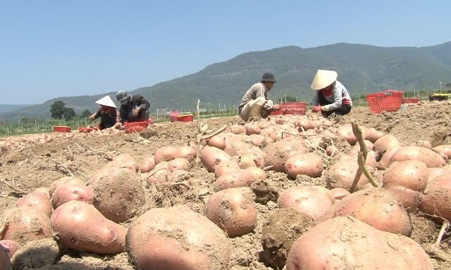 Nghiên cứu chọn tạo giống khoai tây có năng suất chất lượng tốt, kháng bệnh mốc sương có thể sản xuất quanh năm tại Đà Lạt và vùng phụ cận. Ảnh :lamdongtv.vn
