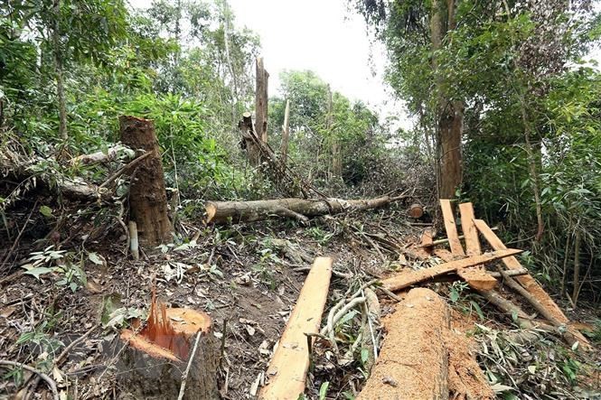 Gia Lai phát hiện vụ phá rừng quy mô lớn với hàng trăm cây gỗ quý hiếm bị triệt hạ