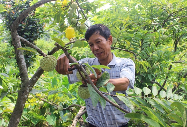 Áp dụng triệt để các biện pháp khoa học kỹ thuật, gia đình ông Ngô Trung Chín ở xã Bồ Lý đã đầu tư trồng cây na dai giúp thoát nghèo vươn lên làm giàu. Nguồn: vinhphucplus.com