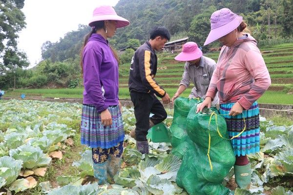 Trồng rau trái vụ - hướng thoát nghèo nơi vùng cao biên giới Lào Cai