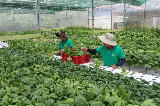 Nông dân đầu tư nhà lưới và hệ thống trồng rau thủy canh. Ảnh: Thanh Hòa/TTXVN