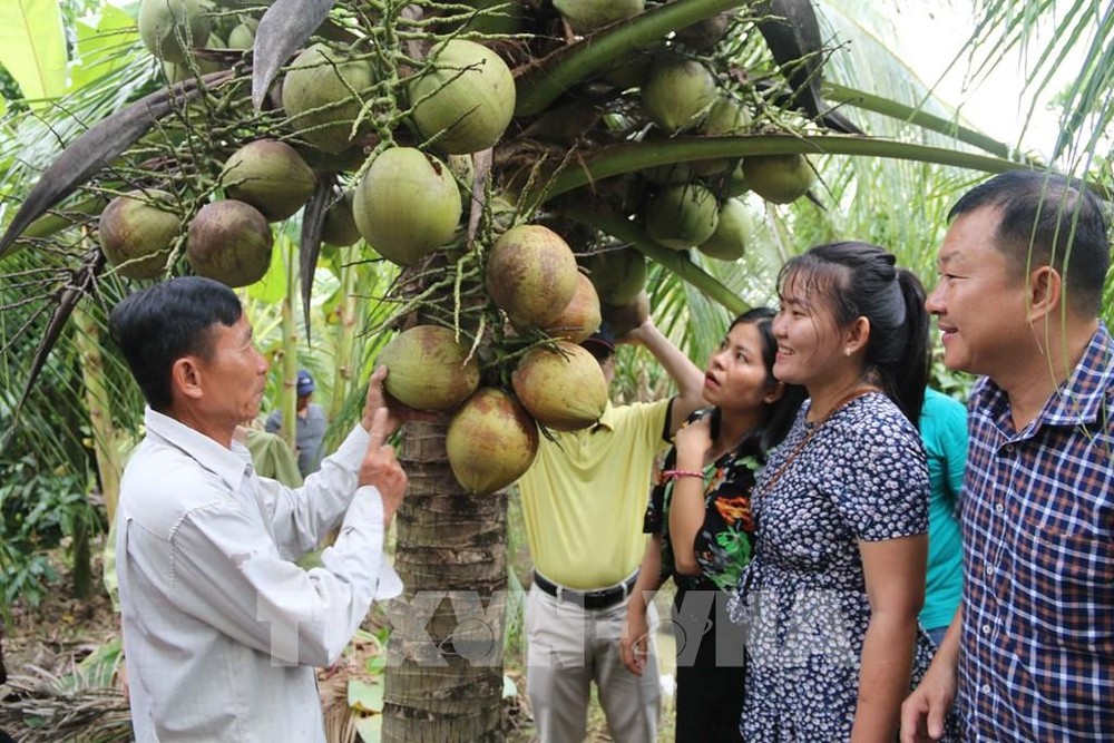 Chủ vườn giới thiệu dừa sáp với khách du lịch.Ảnh :Thanh Hòa