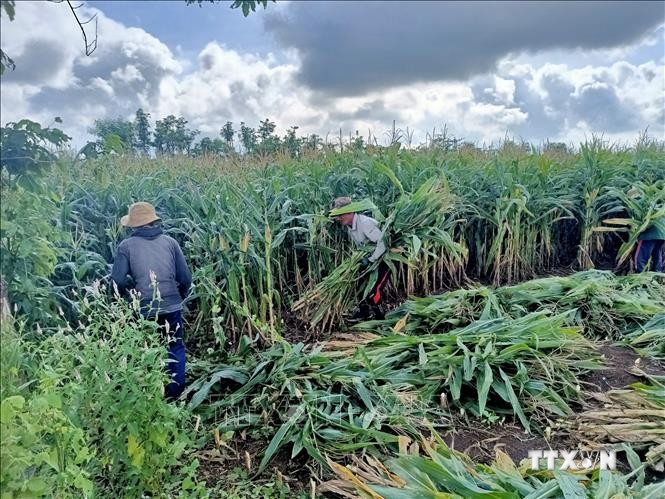 Gia đình ông Nguyễn Đình Hoan, ở thôn 5, xã Bình Trung, huyện Châu Đức với mô hình thu lãi khoảng 26 triệu đồng, cao hơn gần chục triệu đồng so với mô hình trồng ngô lấy hạt. Ảnh: Hoàng Nhị - TTXVN  