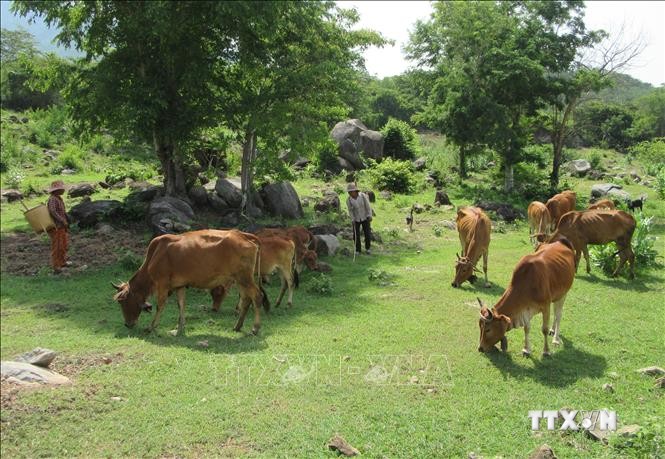 Mô hình nuôi bò sinh sản mở ra hướng thoát nghèo bền vững cho người dân huyện miền núi Bác Ái, Ninh Thuận. Ảnh: Nguyễn Thành – TTXVN