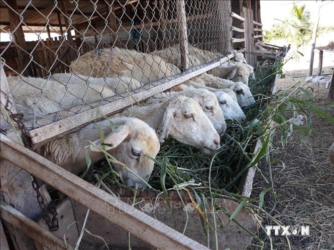 Mô hình nuôi cừu vỗ béo tận dụng cỏ, phụ phẩm nông nghiệp giúp người dân tăng hiệu quả chăn nuôi. Ảnh: Nguyễn Thành – TTXVN