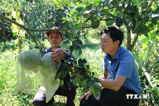 Trồng bưởi da xanh theo tiêu chuẩn VietGAP giúp người nông dân có thu nhập ổn định. Ảnh: Thanh Hòa - TTXVN