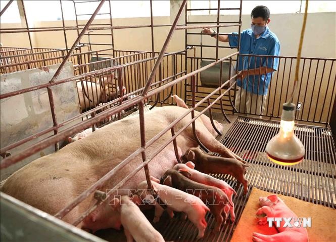 Bình Thuận tập trung tái đàn lợn và đảm bảo an toàn dịch bệnh