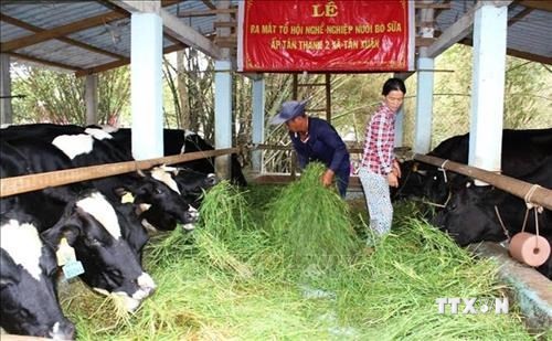 Chăn nuôi bò sữa mang lại hiệu quả kinh tế cao ở Bến Tre. Ảnh : Trương Công Trí - TTXVN