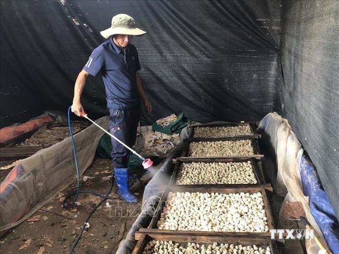 Anh Nguyễn Văn Hưởng đang chăm sóc trứng ốc của gia đình. Ảnh: Tiến Vĩnh - TTXVN