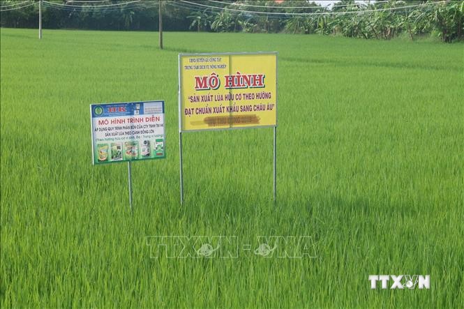 Mô hình trồng lúa VD 20 hữu cơ xuất khẩu tại xã Đồng Thạnh, huyện Gò Công Tây. Ảnh: Minh Trí-TTXVN